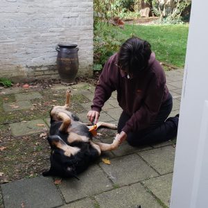 Shadow being groomed by Sammy